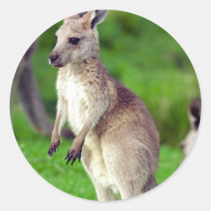 Cute young Kangaroo Classic Round Sticker