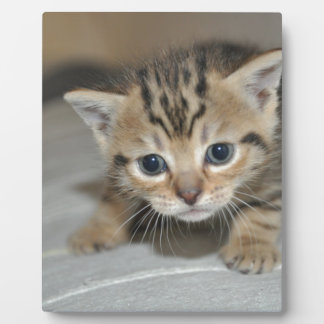 Cute Young Kitten Plaque