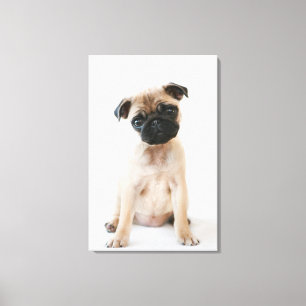Cute Young Pug Dog Canvas Print