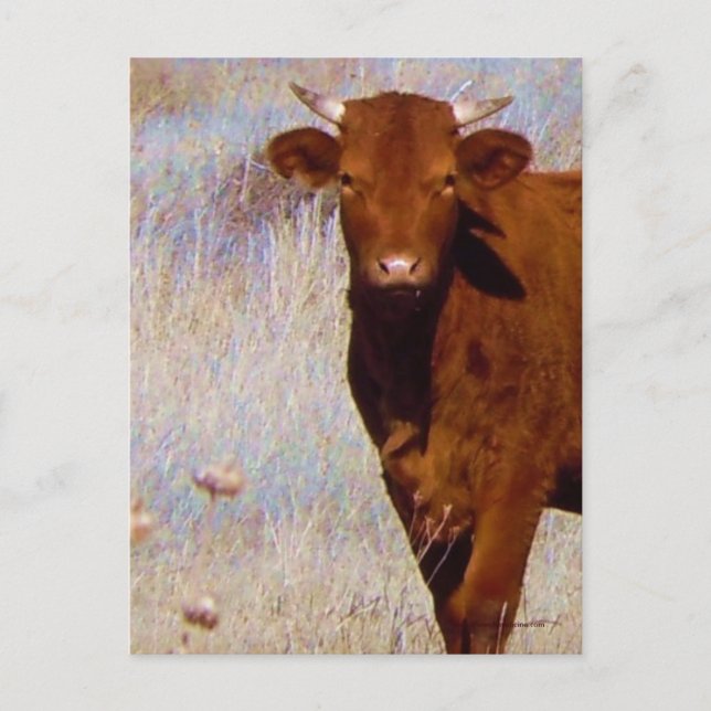 Cute Young Red Cow Cattle with Horns Western Postcard (Front)