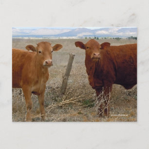 Cute Young Red Cows - Western Postcard