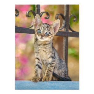 Cute Young Tabby Kitten with Blue Eyes in a Garden Photo Print