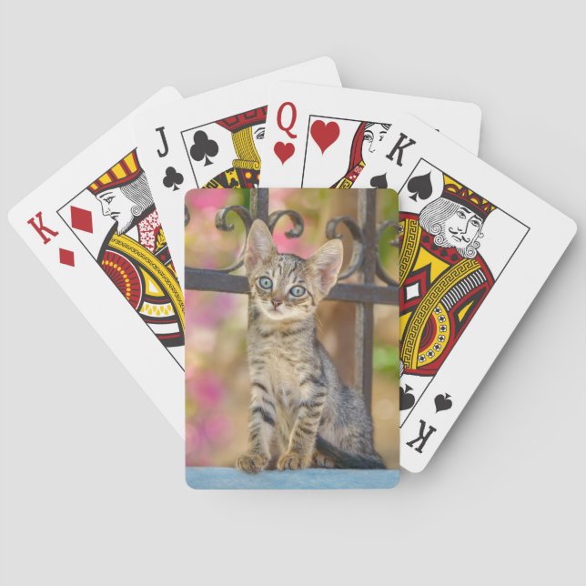 Cute Young Tabby Kitten with Blue Eyes in a Garden Playing Cards (Back)