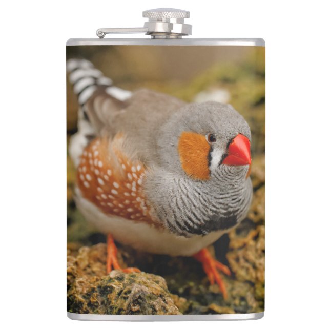 Cute Zebra Finch Songbird on the Rocks Hip Flask (Front)