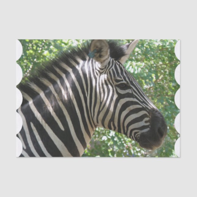Cute Zebra Tissue Paper (Front)