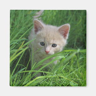 Cuteness Magnet