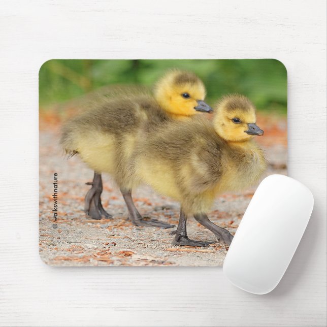 Cuteness on Parade: Canada Goose Goslings Mouse Mat (With Mouse)
