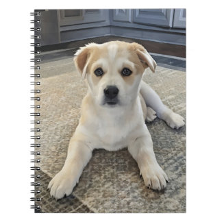 Cuteness Puppy Overload Spiral Photo Notebook