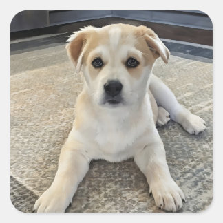 Cuteness Puppy Overload  Sticker