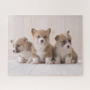 Cutest Baby Animals   3 Baby Corgis Jigsaw Puzzle