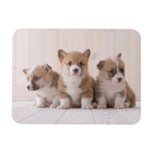 Cutest Baby Animals   3 Baby Corgis Magnet