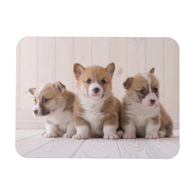 Cutest Baby Animals | 3 Baby Corgis Magnet (Horizontal)
