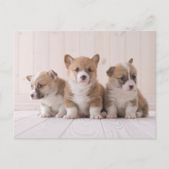 Cutest Baby Animals | 3 Baby Corgis Postcard (Front)