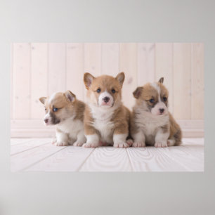 Cutest Baby Animals   3 Baby Corgis Poster