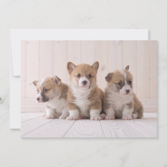 Cutest Baby Animals | 3 Baby Corgis Thank You Card (Front)