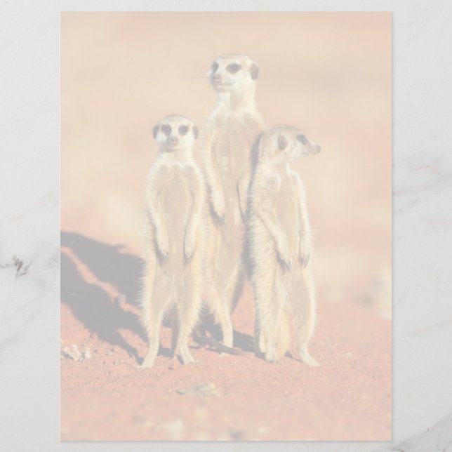 Cutest Baby Animals | 3 Meerkats (Front)