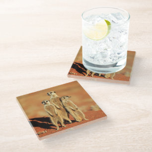 Cutest Baby Animals 3 Meerkats Glass Coaster