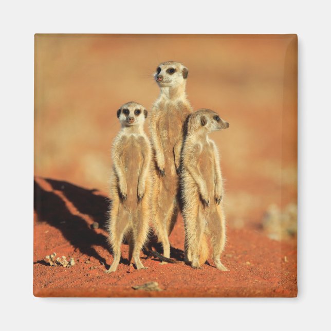Cutest Baby Animals | 3 Meerkats Magnet (Front)