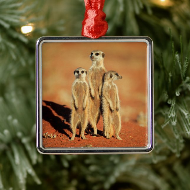 Cutest Baby Animals | 3 Meerkats Metal Tree Decoration (Tree)