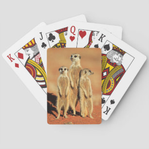 Cutest Baby Animals 3 Meerkats Playing Cards