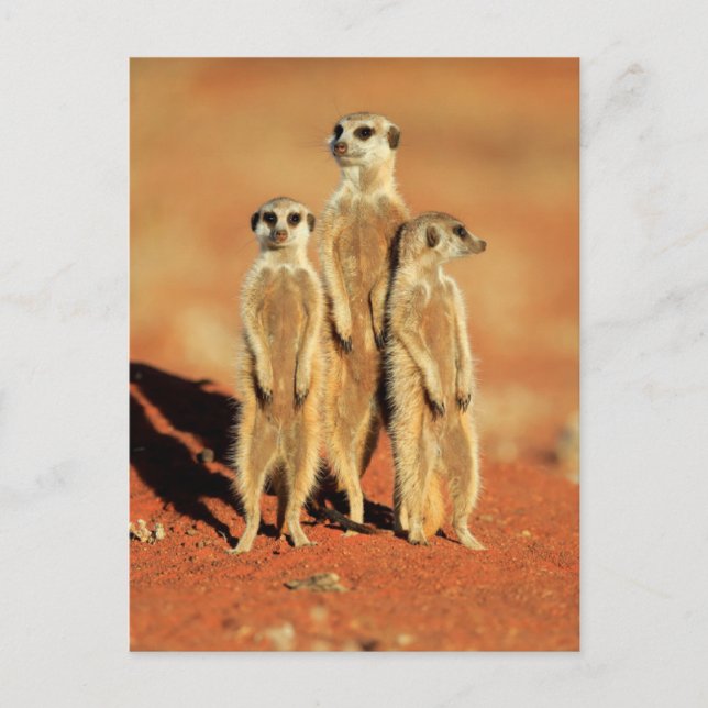 Cutest Baby Animals | 3 Meerkats Postcard (Front)