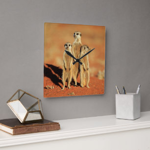 Cutest Baby Animals   3 Meerkats Square Wall Clock