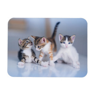Cutest Baby Animals 3 Tabby Kittens Magnet