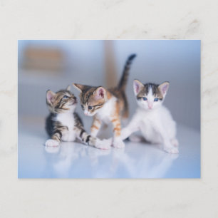 Cutest Baby Animals   3 Tabby Kittens Postcard