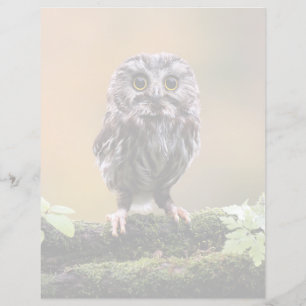 Cutest Baby Animals A Baby Owl