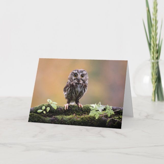 Cutest Baby Animals | A Baby Owl Card (Front)