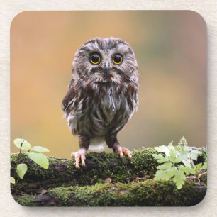 Cutest Baby Animals A Baby Owl Coaster