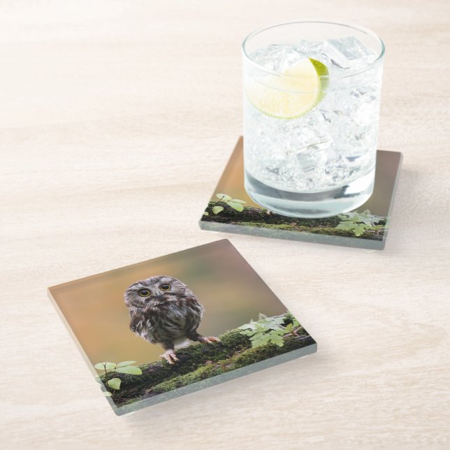 Cutest Baby Animals | A Baby Owl Glass Coaster (Angled)