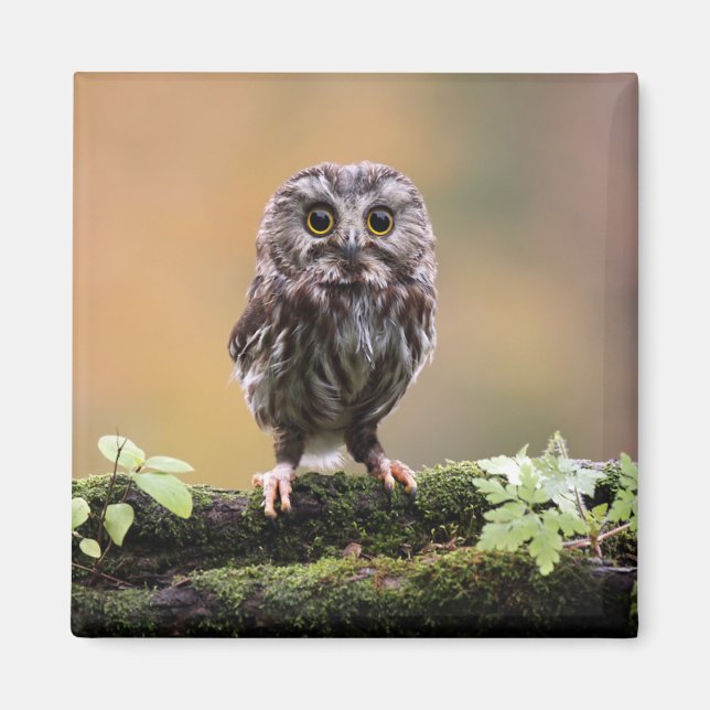Cutest Baby Animals | A Baby Owl Magnet (Front)