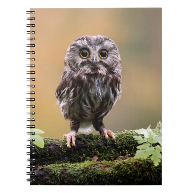 Cutest Baby Animals | A Baby Owl Notebook (Front)