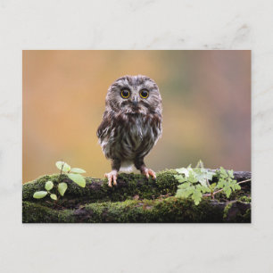 Cutest Baby Animals   A Baby Owl Postcard