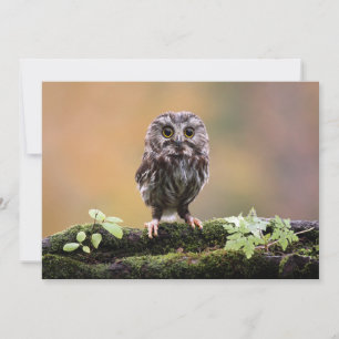 Cutest Baby Animals   A Baby Owl Thank You Card