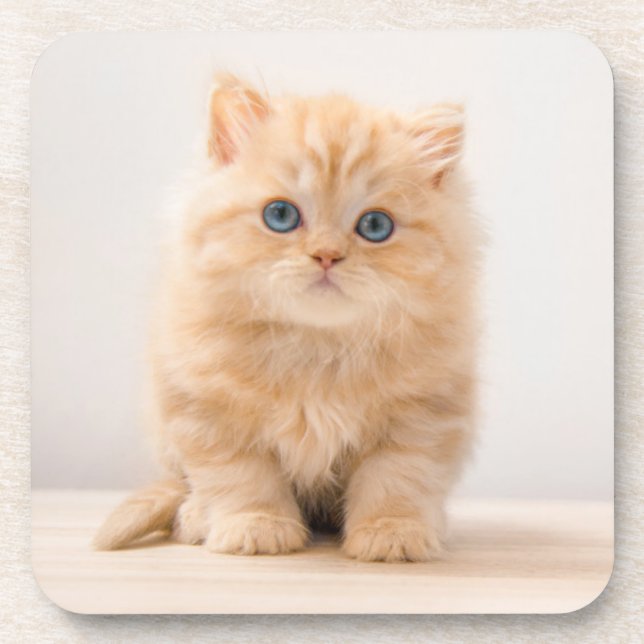 Cutest Baby Animals | A British Longhair Kitten Coaster (Front)