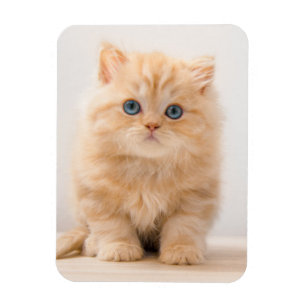 Cutest Baby Animals A British Longhair Kitten Magnet