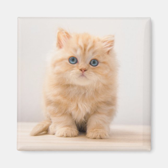 Cutest Baby Animals | A British Longhair Kitten Magnet (Front)