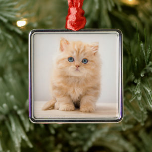 Cutest Baby Animals A British Longhair Kitten Metal Tree Decoration