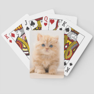 Cutest Baby Animals A British Longhair Kitten Playing Cards