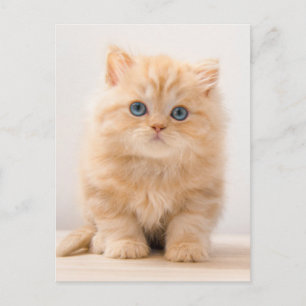 Cutest Baby Animals A British Longhair Kitten Postcard