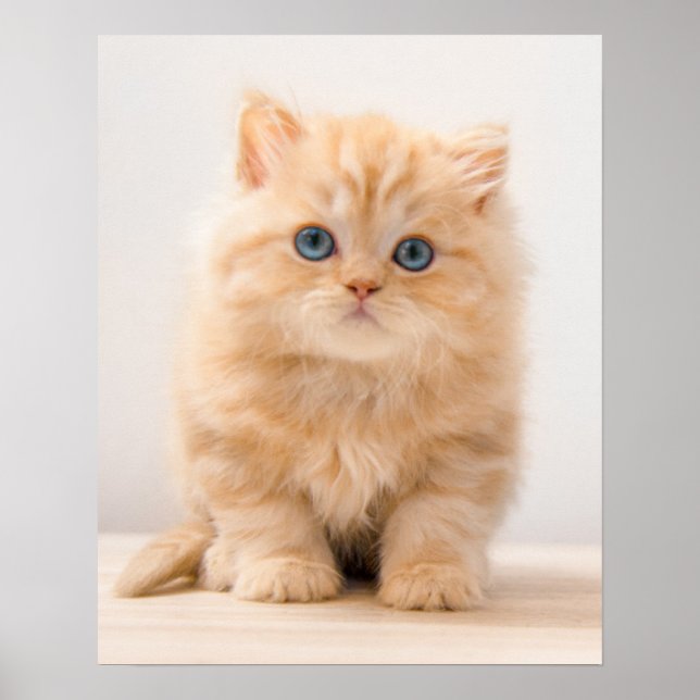 Cutest Baby Animals | A British Longhair Kitten Poster (Front)