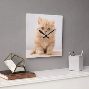 Cutest Baby Animals   A British Longhair Kitten Square Wall Clock