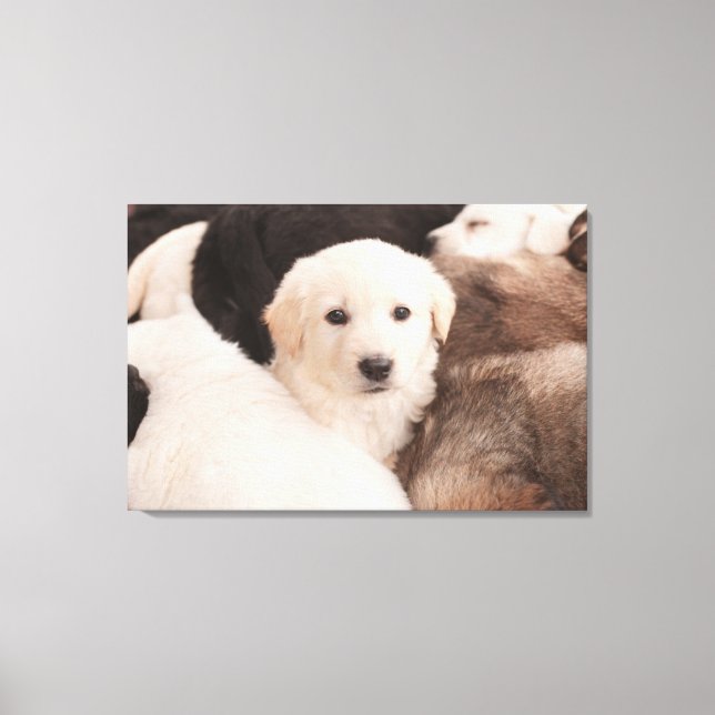 Cutest Baby Animals | A Cute Pile of Puppies Canvas Print (Front)