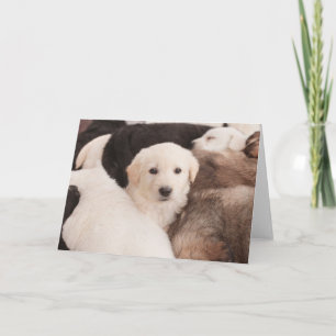 Cutest Baby Animals   A Cute Pile of Puppies Card