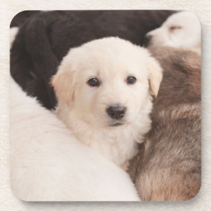 Cutest Baby Animals A Cute Pile of Puppies Coaster