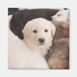 Cutest Baby Animals   A Cute Pile of Puppies Magnet
