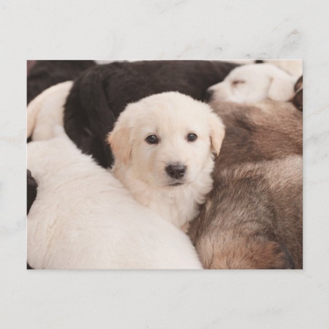 Cutest Baby Animals | A Cute Pile of Puppies Postcard (Front)