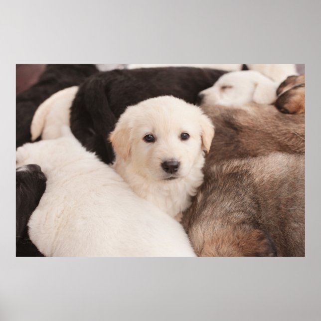 Cutest Baby Animals | A Cute Pile of Puppies Poster (Front)